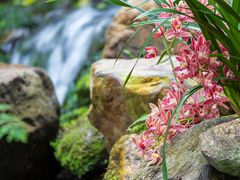 -中国科学院华南植物园