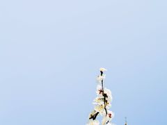 -香雪海