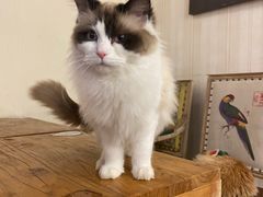 -猫小院猫主题餐厅(南锣旗舰店)