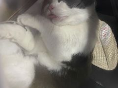 -伟伟宠物医院·CT影像中心·瑞派犬猫综合性门诊(汉口总院)