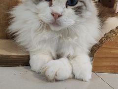 -平行世界·猫咖(首经贸店)