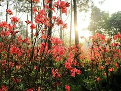 -南京市无想山景区