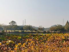 -八卦田遗址公园
