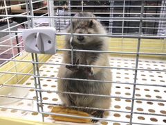 -钓仓鼠(洋桥北里小区店)