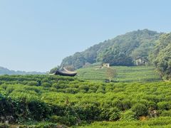 -阿巧茶庄