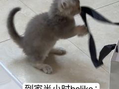 -babydoll猫舍·米努特·德文·缅因(久光中心店)