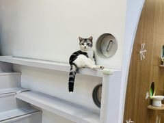 -COLOR PETS 撸猫馆·购猫·猫咖(长风大悦城店)