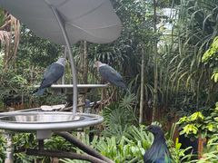 -新加坡飞禽公园