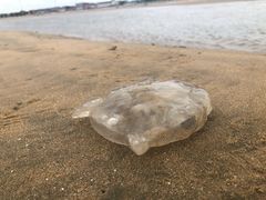 -东戴河风景区-止锚湾