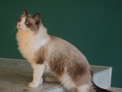 -飞行喵MR PILOT|猫舍·猫咖(静安大融城店)