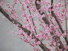 -上海辰山植物园