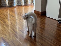 -中农国际动物医院24小时·猫科·骨科·急重症中心