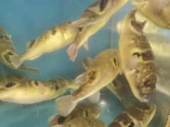 -天正河鲀·河豚亭(大连店)