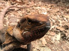 -费瑟代尔野生动物园