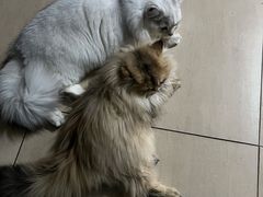 -猫大福·Fortune Cat猫舍(百子湾店)