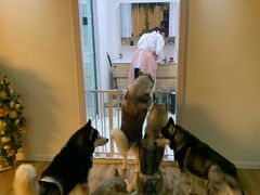 -Husky Go! 哈士奇体验馆·宠物咖啡厅狗咖