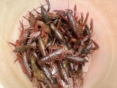 -同銮特种养殖场·龙虾垂钓