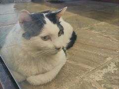 -猫咪博物馆(顶澳仔猫街店)