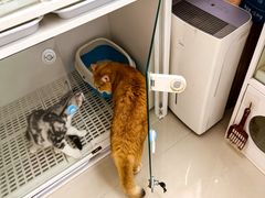-lincat·猫舍(广州店)