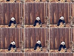 -成都大熊猫繁育研究基地
