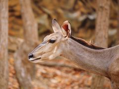 -清迈夜间动物园