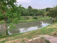 -鹅湖玫瑰文化园