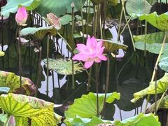 -荔湾湖公园