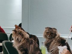 -安格丽娜·狗咖·猫咖羊驼咖(春熙路百盛商场店)
