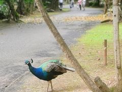 -云南勐巴娜西珍奇园