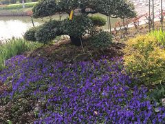 -上海鲜花港
