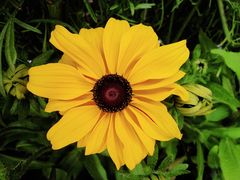 -罗布林卡