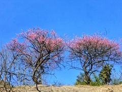 -新建村梅花