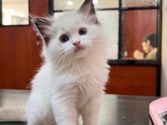 -安安宠医宠物医院·异宠·犬猫内科(岳阳分院)