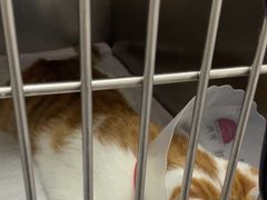 -中农国际动物医院24小时·猫科·骨科·急重症中心