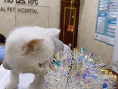 -宠爱国际动物医院· 猫科· 外科·中兽医(长白店)