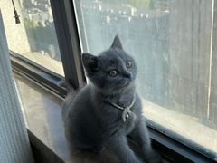 -纳吉亚猫专科动物医院·北北分院