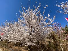 -樱花山风景区