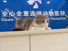 -全心全意连锁动物医院·微创中心·内科急重症·心脏专科(丰管路店)