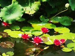 -国家植物园南园