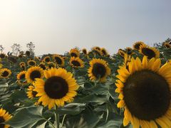 -艾溪湖湿地公园