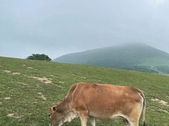 -大姆山草场