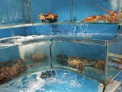 水产区-潮庭·大连海鲜·炭火烧烤·扇贝王(大连店)
