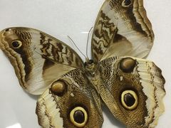 -上海昆虫博物馆