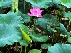 -莲花池公园