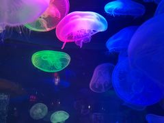 -太平洋海底世界