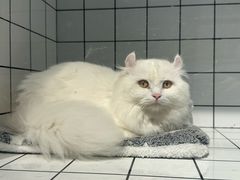 -爱侣宠医·鹦鹉专科·小型哺乳类·异宠专科(灵石路店)