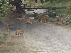 -深圳野生动物园