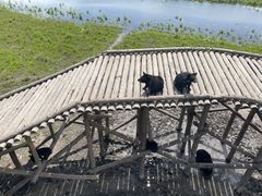 -黑瞎子岛探秘野熊园