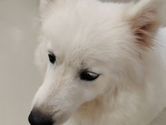 -共舞时光猫咖·狗咖(新街口店)