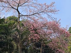 -火炉山森林公园